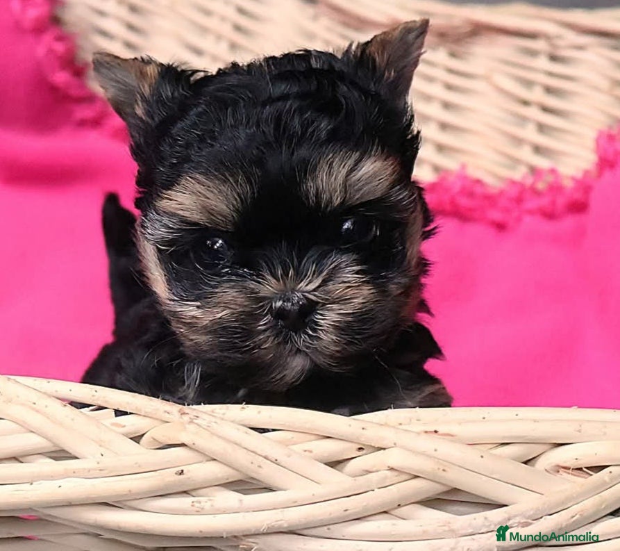 Yorkshire Terrier perros Cachorros machos Yorkshire Pedigree Toy - Anuncio 20