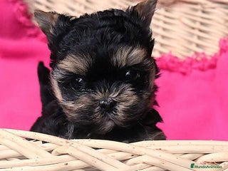 Yorkshire Terrier perros Cachorros machos Yorkshire Pedigree Toy - Anuncio 20