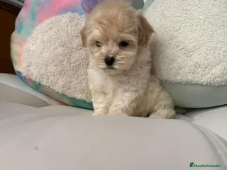 Maltipoo perros Maltipoo !! - Anuncio 2
