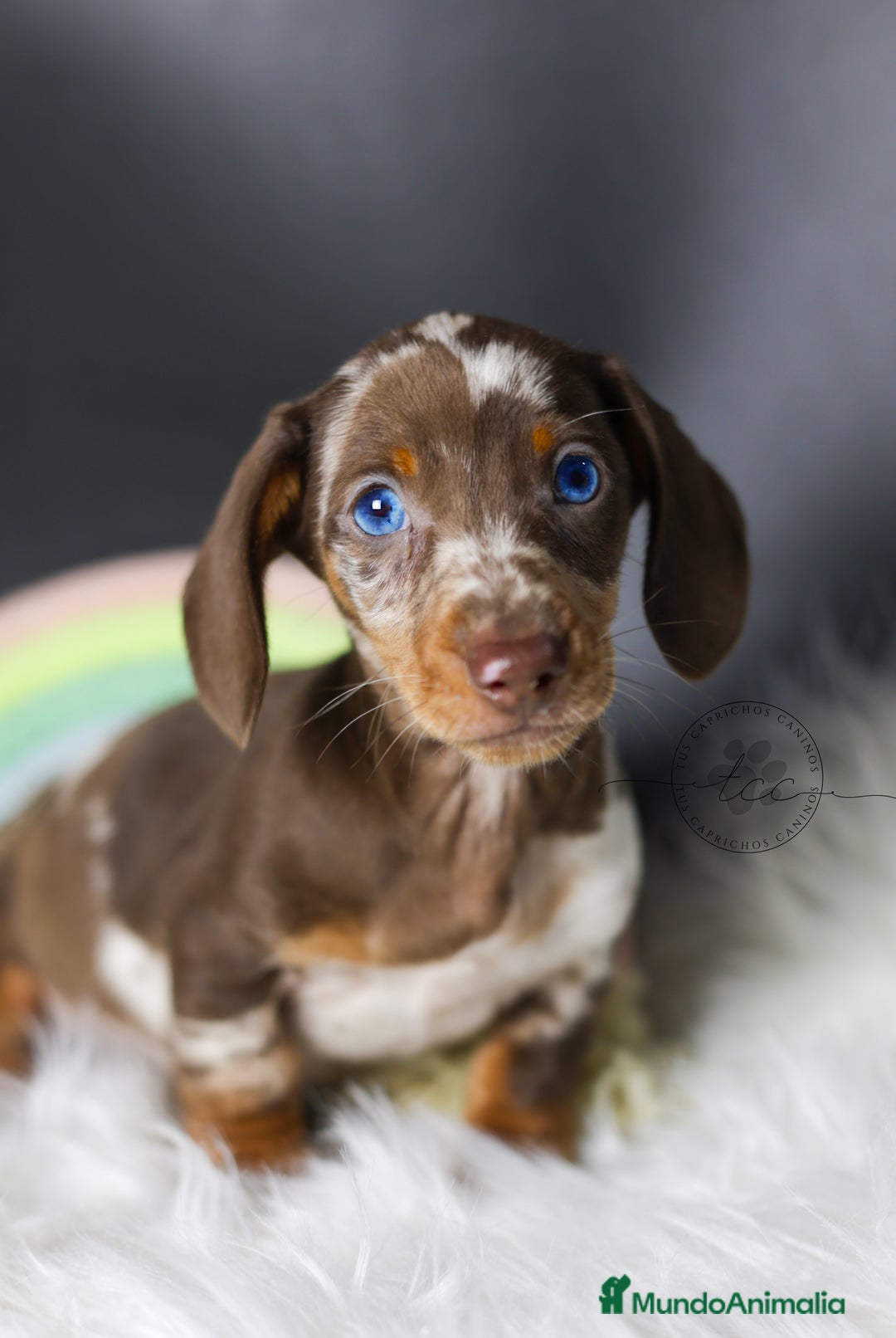 Teckel perros en venta: Teckel arlequín chocolate - Anuncio 1