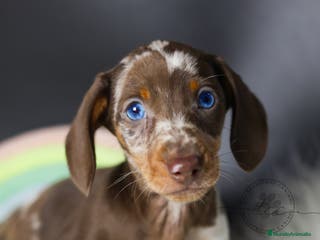 Teckel perros Teckel arlequín chocolate - Anuncio 35