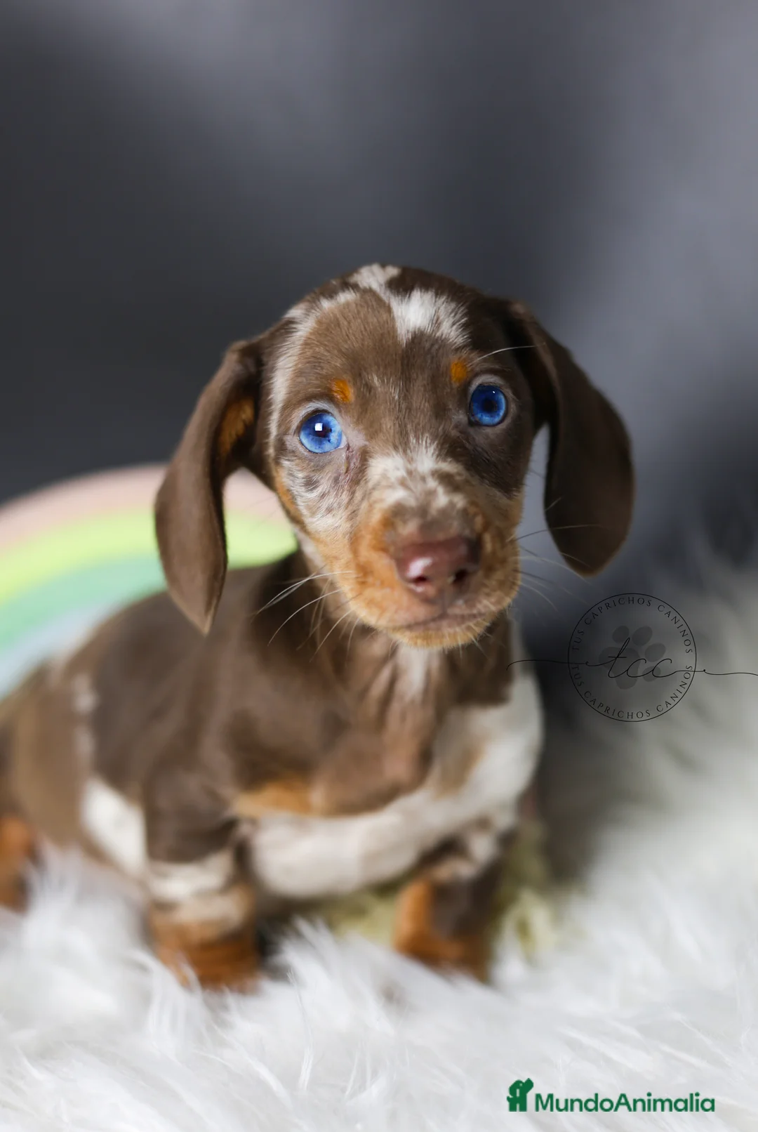 Teckel perros en venta: Teckel arlequín chocolate - Anuncio 1