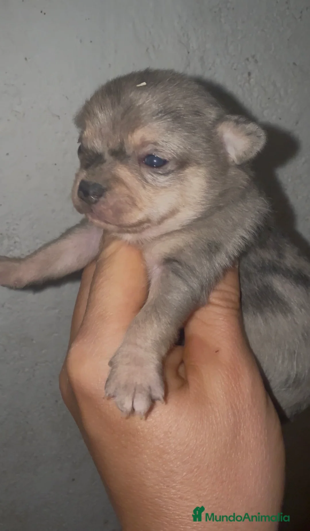 Chihuahua perros en venta: Chihuahuas - Anuncio 3