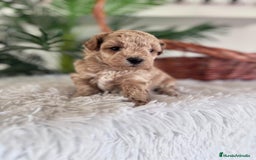 Caniche Toy perros en venta: CANICHE TOY - Anuncio 5