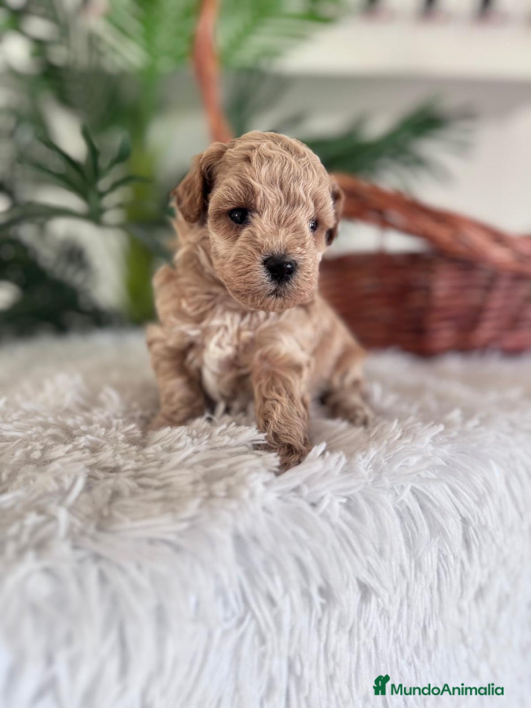 Caniche Toy perros en venta: CANICHE TOY - Anuncio 5