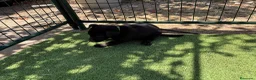 Pastor Belga Malinois perros en venta: PASTOR BELGA MALINOIS - Anuncio 7