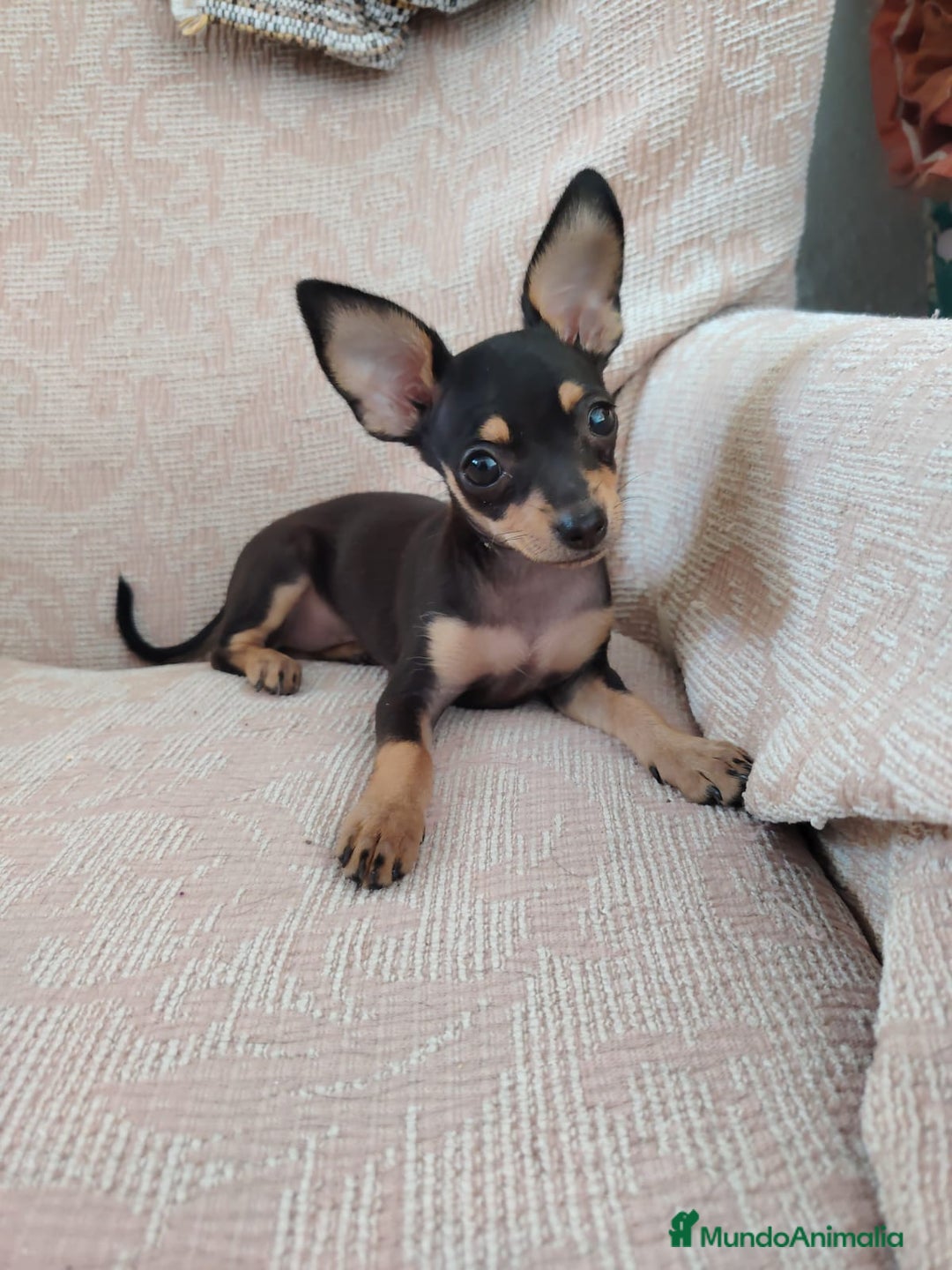 Pinscher Miniatura perros en venta: Mini pincher macho - Imagen 1