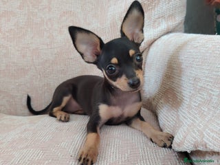 Pinscher Miniatura perros - Anuncio 5