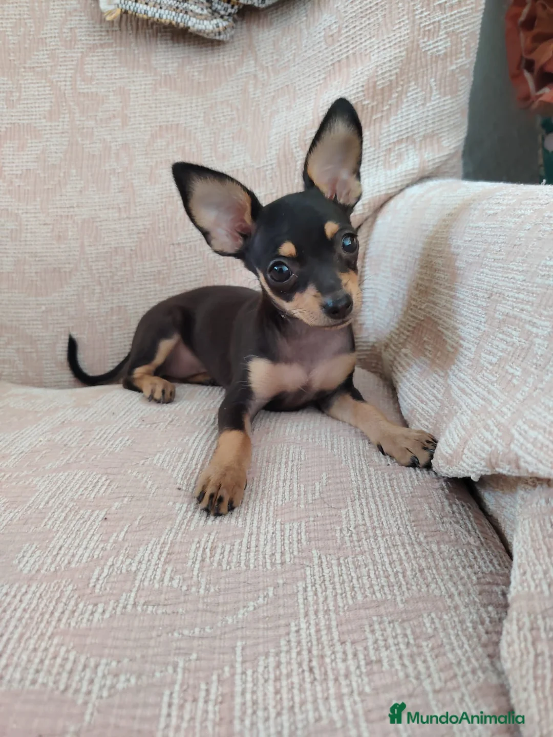 Pinscher Miniatura perros en venta: Mini pincher macho - Anuncio 1