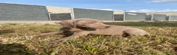 Weimaraner perros en venta: Preciosos bravos de weimar - Anuncio 2
