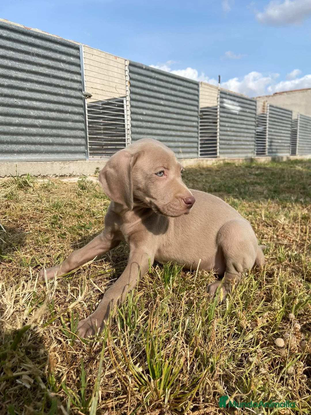 Weimaraner perros en venta: Preciosos bravos de weimar - Anuncio 2