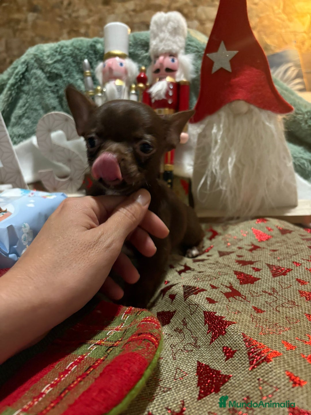 Chihuahua perros en venta: Chihuahua mini toy chocolate  - Anuncio 2