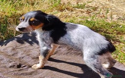 Épagneul Breton perros en venta: ESPAGNEULS BRETON TRICOLORES  - Imagen 4
