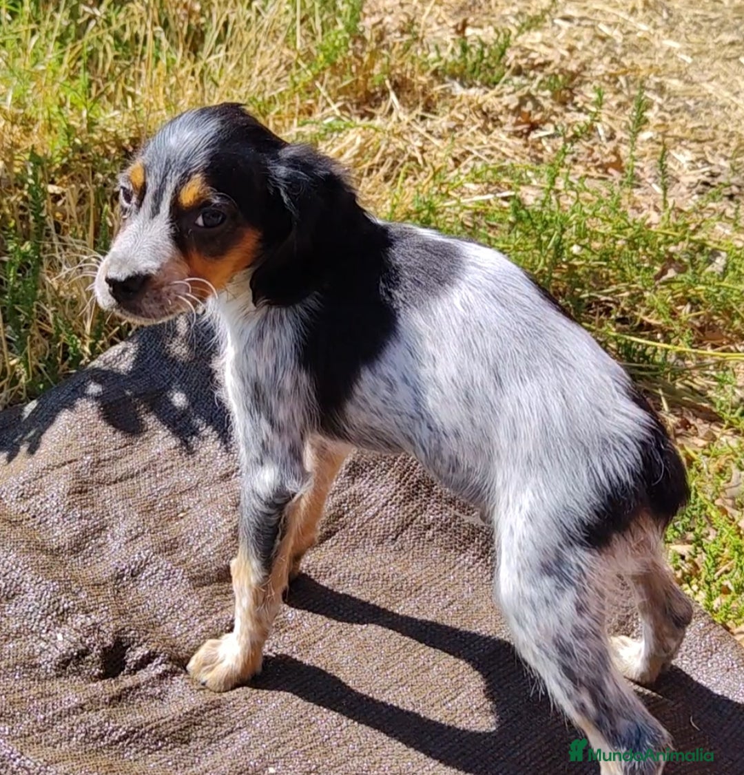 Épagneul Breton perros en venta: ESPAGNEULS BRETON TRICOLORES  - Imagen 4