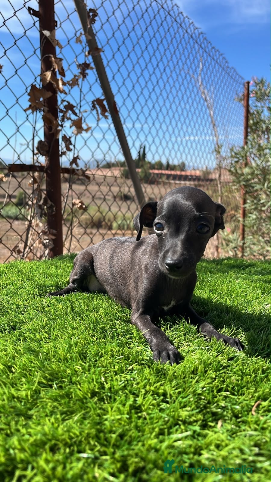 Pequeño Lebrel Italiano perros Camada de Piccolo🐾 - Anuncio 1