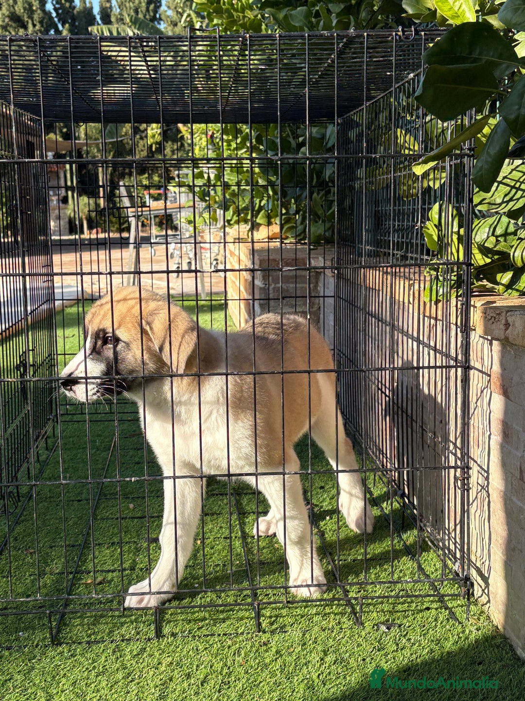 Mastín Español perros en venta: Cachorra de mastín español  - Anuncio 3