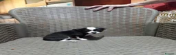 Chihuahua perros en venta: Chihuahua toy - Anuncio 2