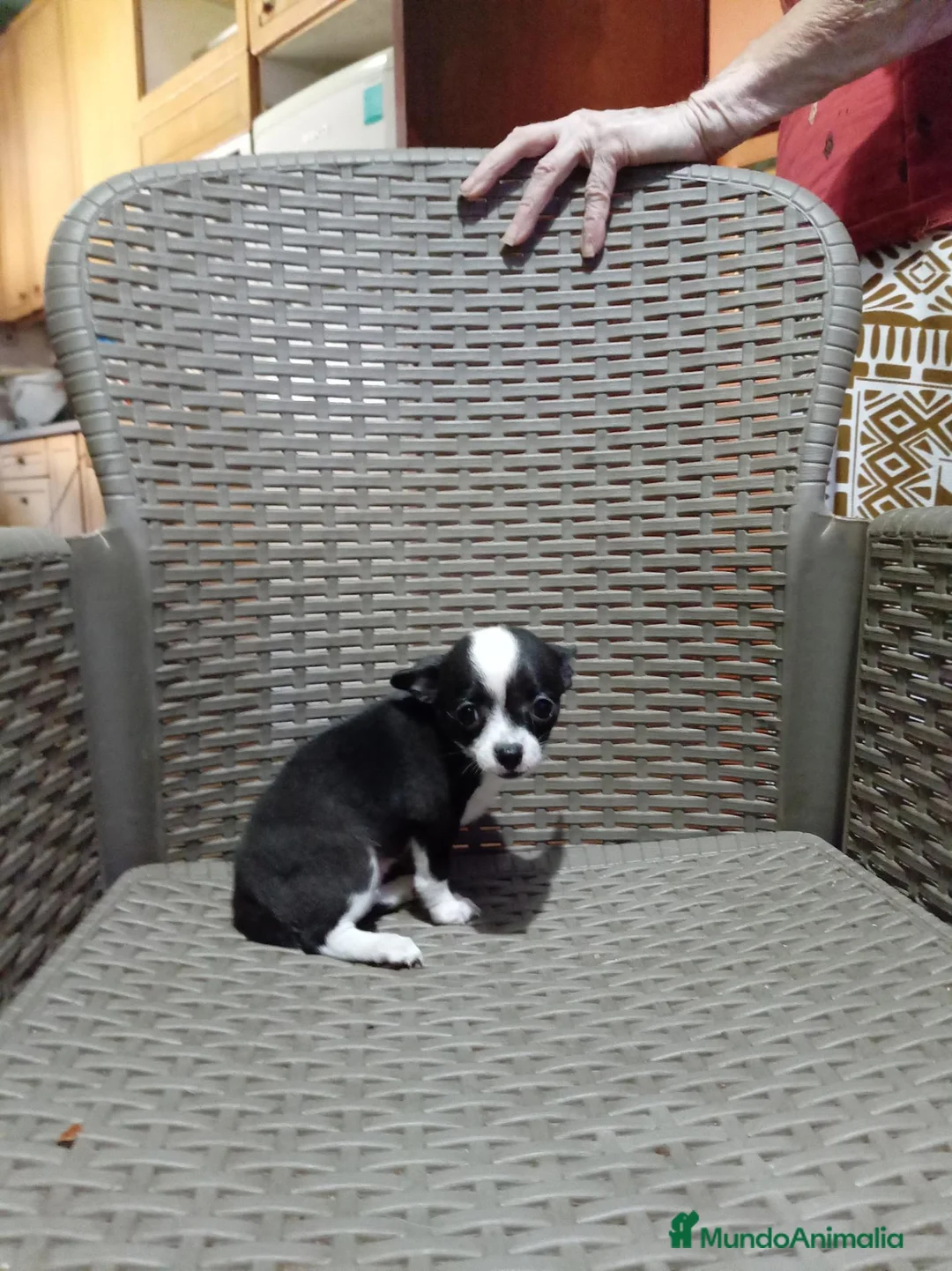 Chihuahua perros en venta: Chihuahua toy - Anuncio 2