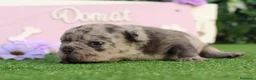 Bulldog Francés perros en venta: Bulldog francés exóticos - Anuncio 5