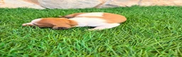 Teckel Miniatura perros en venta: Teckel miniatura bicolor  - Anuncio 5