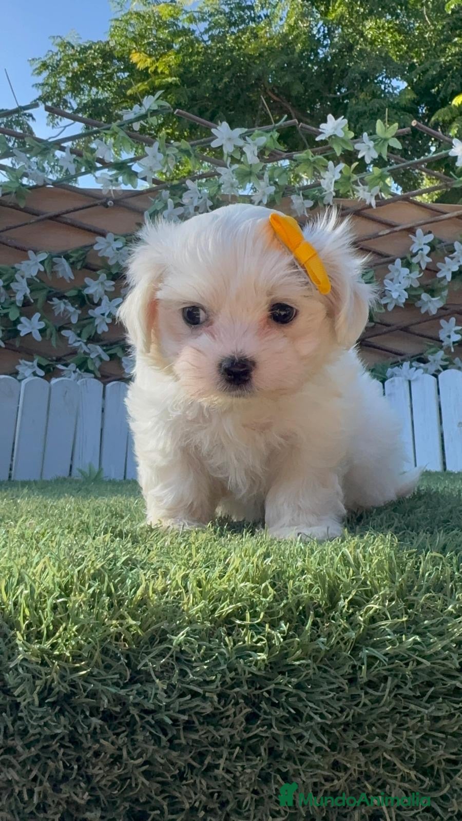 Bichón Maltés perros  BICHÓN MALTÉS –  COMPAÑERO DE MIRADA DULCE  - Anuncio 1