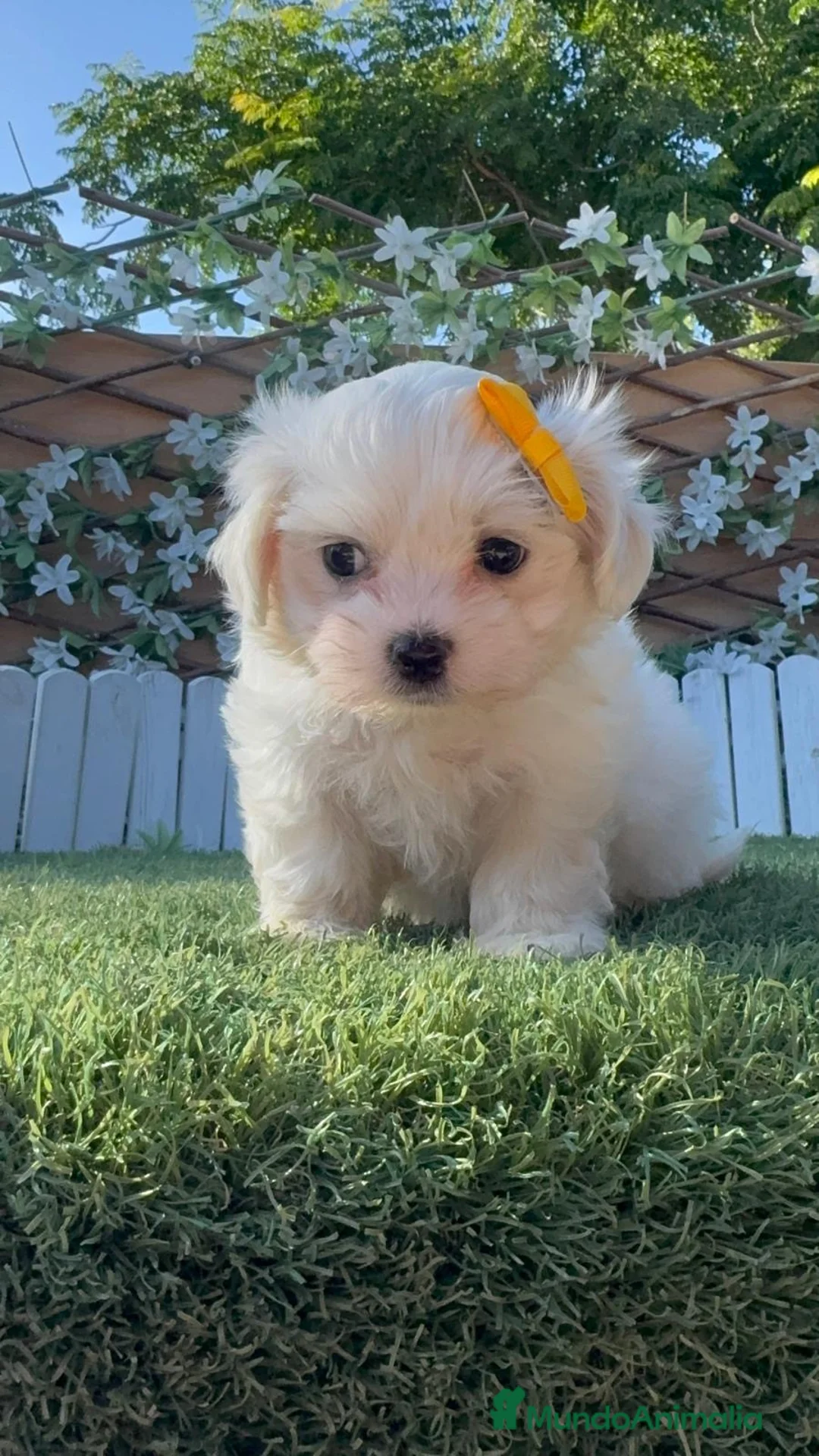 Bichón Maltés perros en venta:  BICHÓN MALTÉS –  COMPAÑERO DE MIRADA DULCE  - Anuncio 1