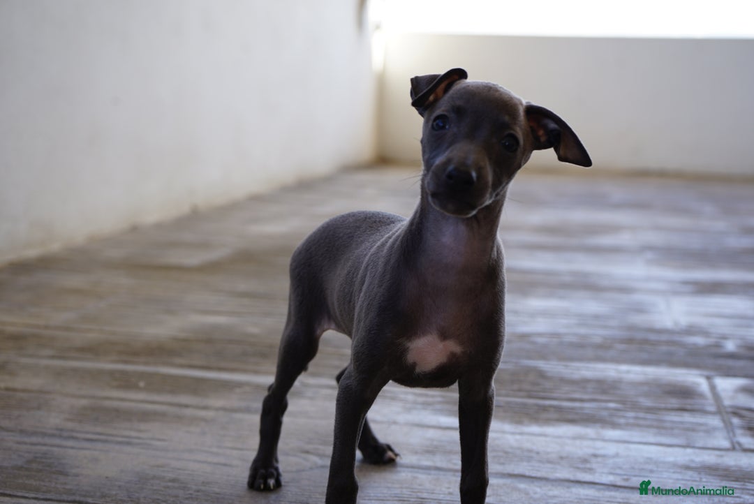 Pequeño Lebrel Italiano perros en venta: 🌟 Sirius y Selena – Galgos italianos blue 🌟 - Imagen 9
