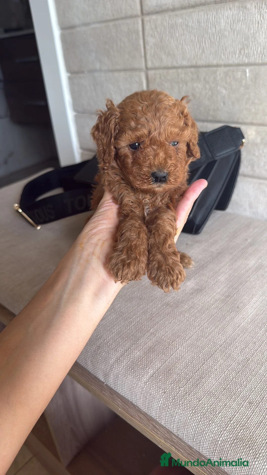 Caniche Enano perros en venta: Caniche enano  - Anuncio 3