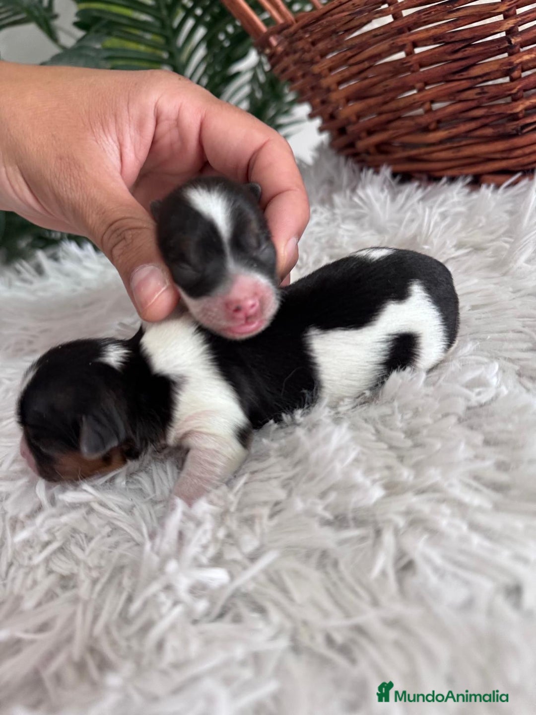 Yorkshire Terrier perros en venta: YORKSHIRE TERRIER BIEWER - Imagen 26