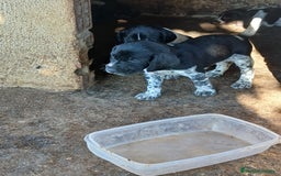 Braco Alemán de Pelo Corto perros en venta: Braco Alemán  - Imagen 2