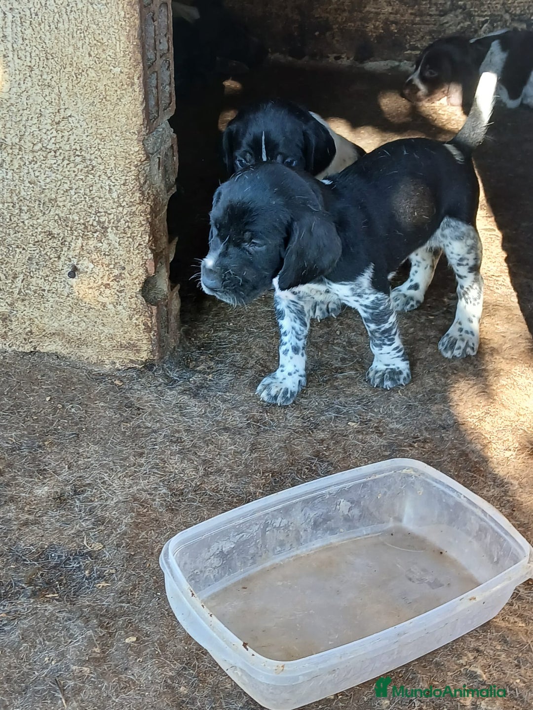 Braco Alemán de Pelo Corto perros en venta: Braco Alemán  - Imagen 2