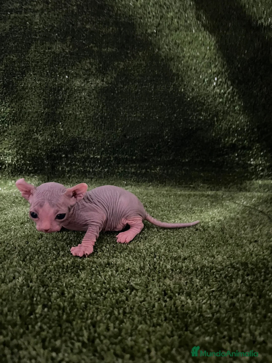 Sphynx gatos en venta: Sphynx  - Anuncio 2
