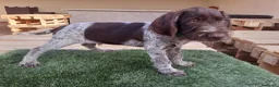 Braco Alemán de Pelo Duro perros en venta: Cachorros de DRAHTHAAR  - Anuncio 4