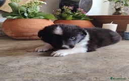 Border Collie perros en venta: Hembras de border collie - Imagen 3