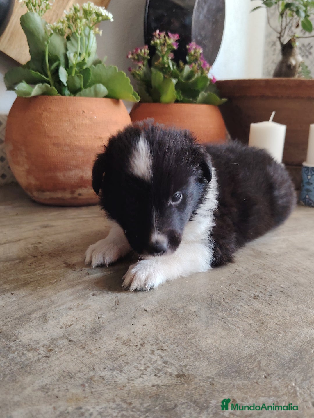 Border Collie perros en venta: Hembras de border collie - Imagen 3