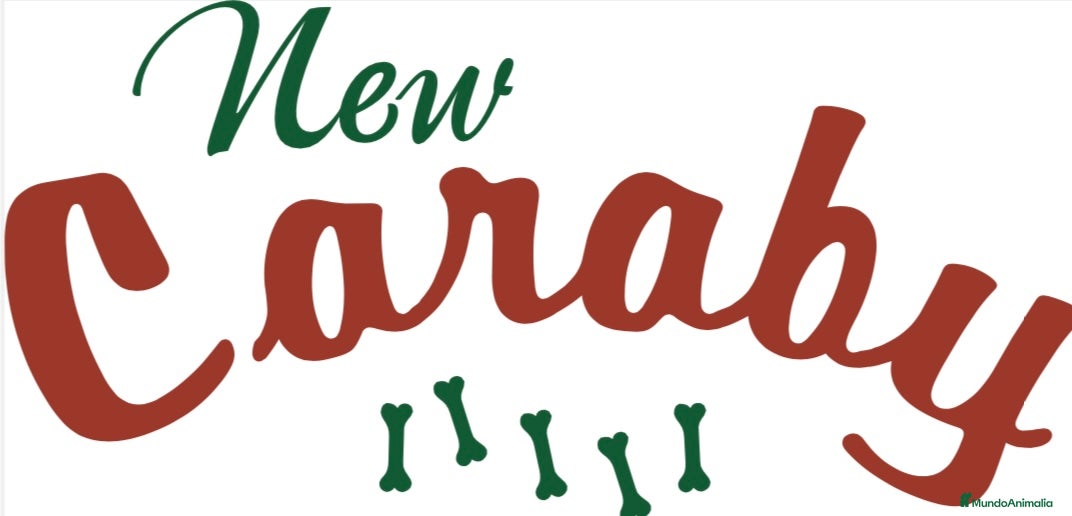 Pinscher Alemán perros Benidorm Todos los servicios para tu mascota  - Anuncio 1