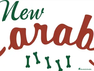 Pinscher Alemán perros Benidorm Todos los servicios para tu mascota - Anuncio 2