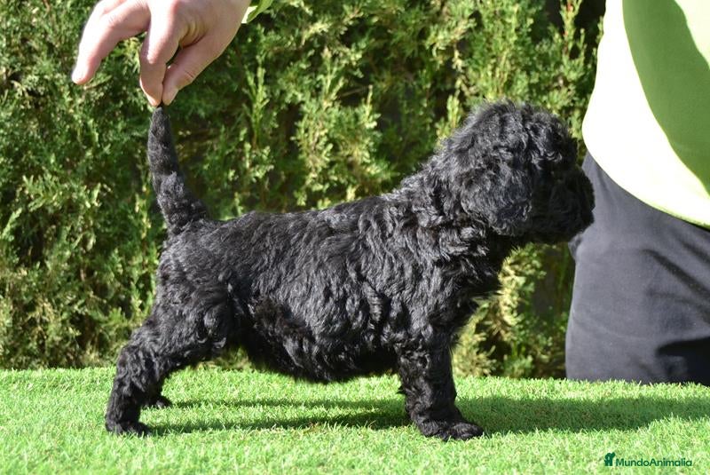 Perro de Agua Español perros Camada perro de agua español  - Anuncio 5