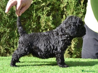 Perro de Agua Español perros Camada perro de agua español - Anuncio 13