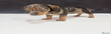 Teckel Miniatura Cachorro 1