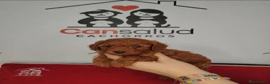 Caniche Toy 3