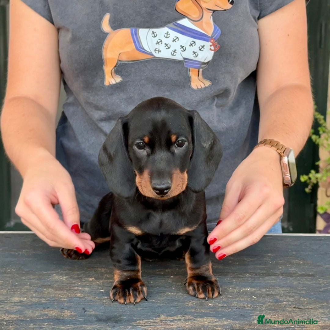 Teckel perros en venta: Cachorros hembras teckel - Imagen 3