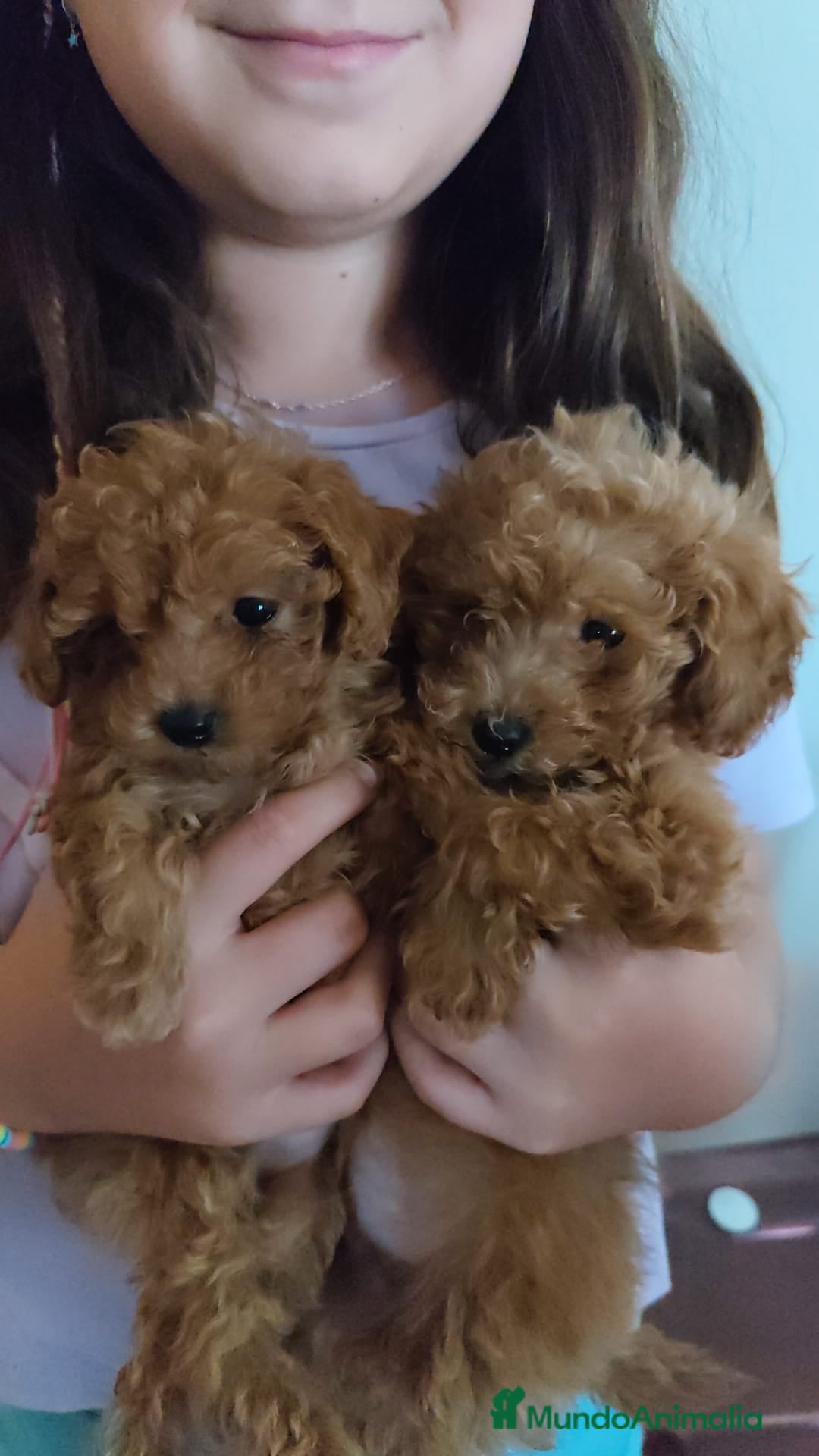 Caniche Toy perros en venta: Espectacular camada caniche toy  - Imagen 3
