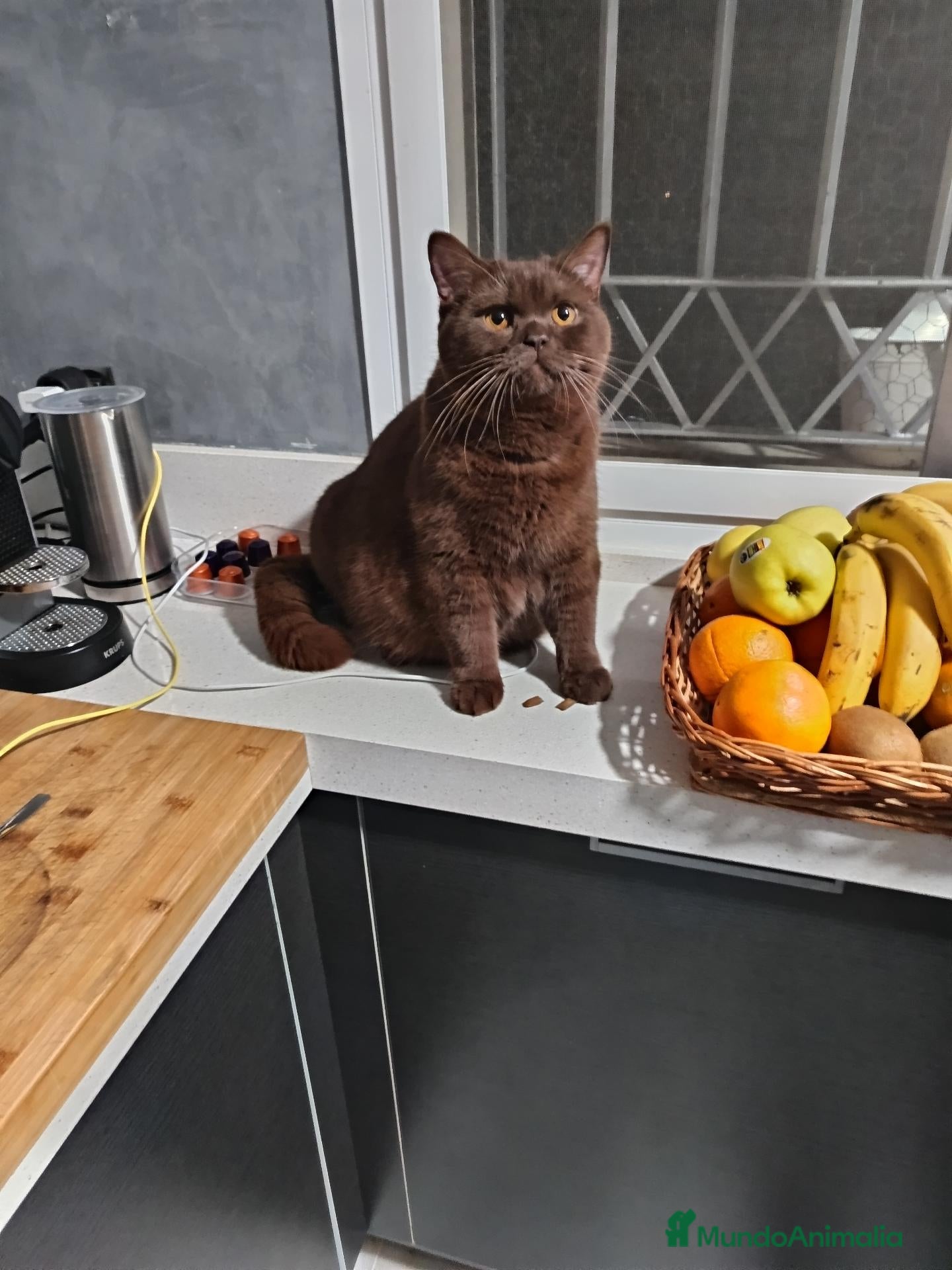 Británico de Pelo Corto gatos en venta: British chocolates  - Anuncio 5