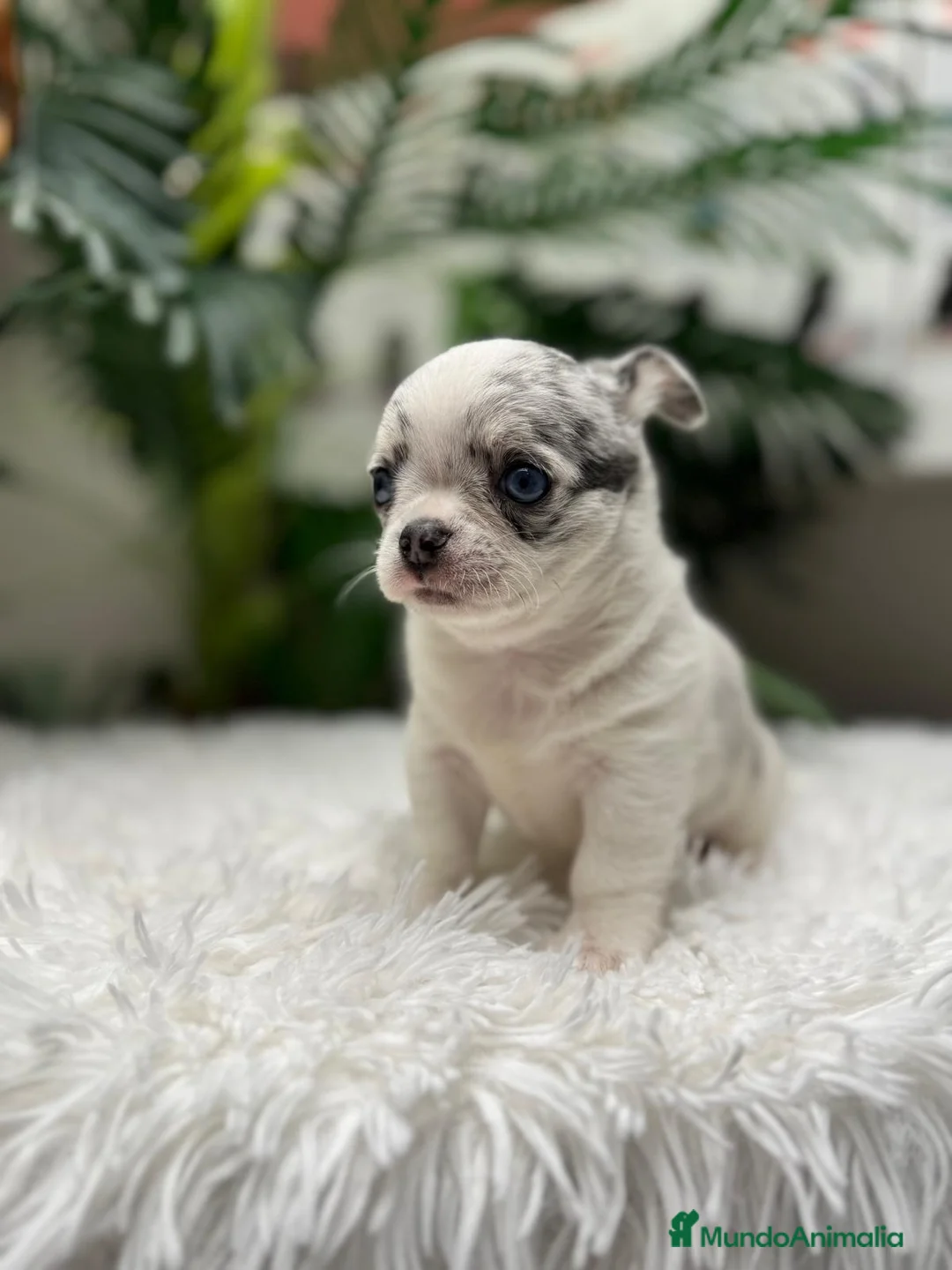 Chihuahua perros en venta: CHIHUAHUA MERLE  - Anuncio 10