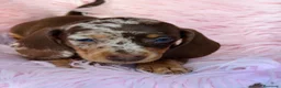 Teckel Miniatura perros en venta: TECKEL MINIATURA MERLE Y CHOCOLATE - Anuncio 5