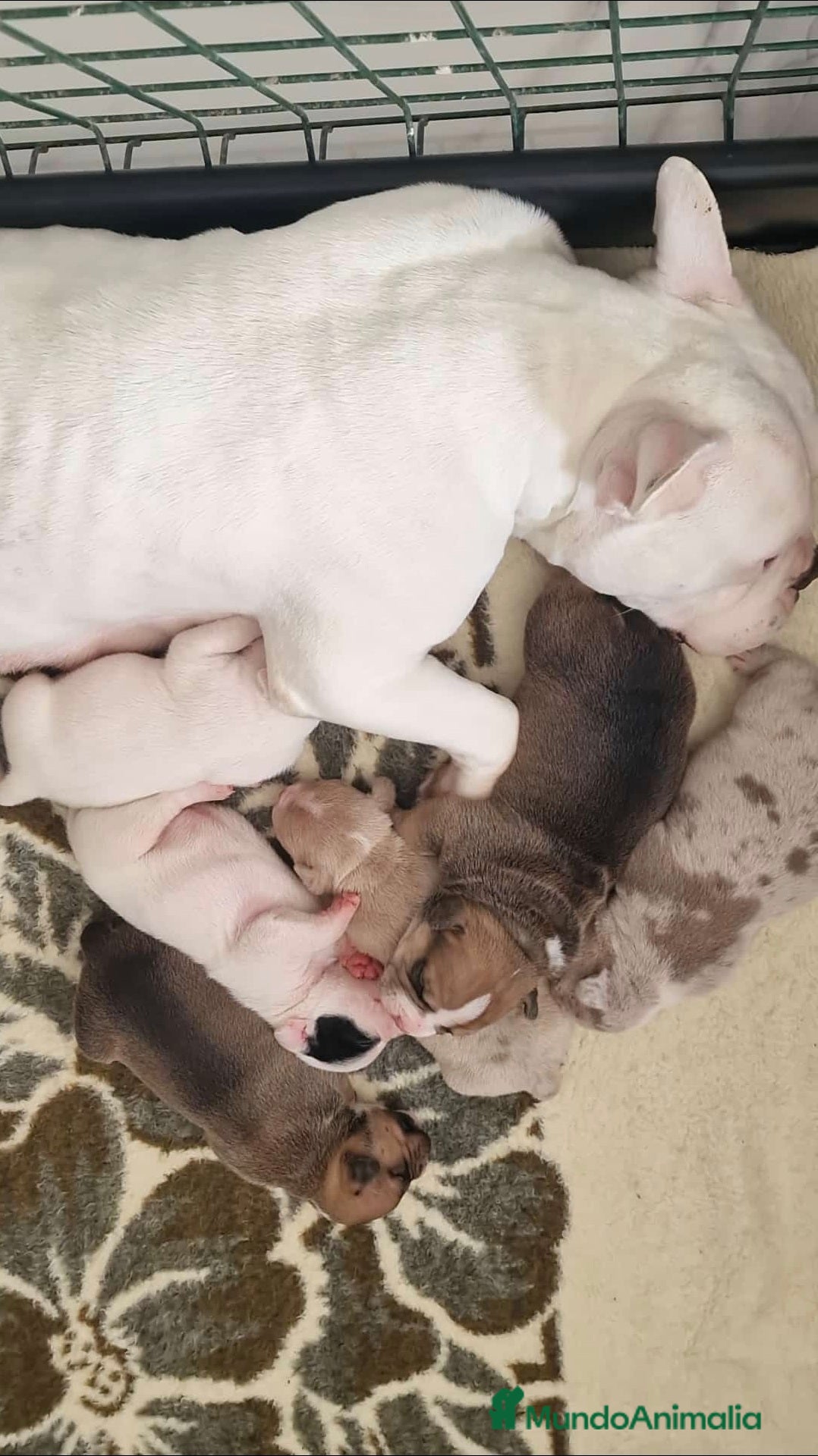 American Bully perros American bully micro exóticos  - Anuncio 1