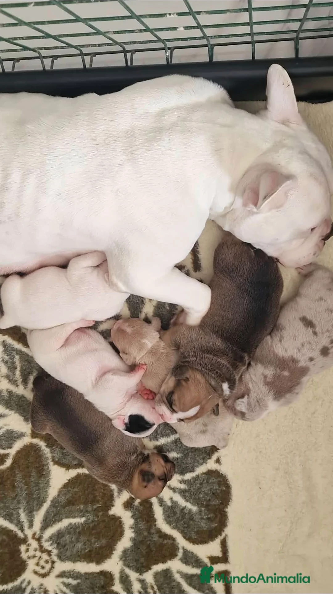 American Bully perros en venta: American bully micro exóticos  - Anuncio 1