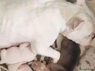 American Bully perros American bully micro exóticos - Anuncio 1