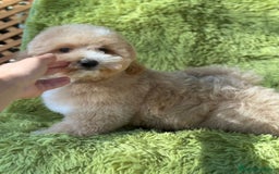 Maltipoo perros en venta: Maltipoo f2 - Imagen 7